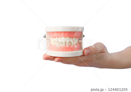 A hand displays a dental model emphasizing the importance of oral health during World Doctor's Day, isolated on white, PNG A hand displays a dental model emphasizing the importance of oral health during World Doctor's Day, isolated on white, PNG 124801205