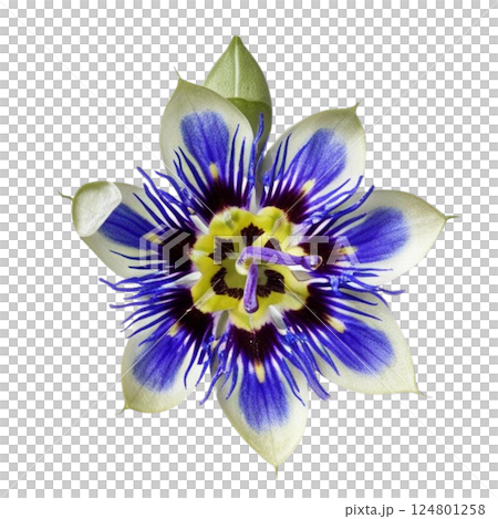 blue passion flower plant blue passion flower plant 124801258
