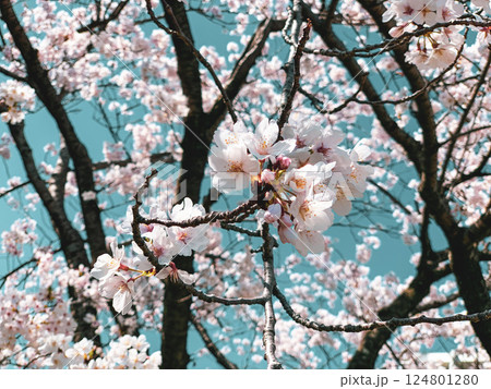 桜 桜 124801280