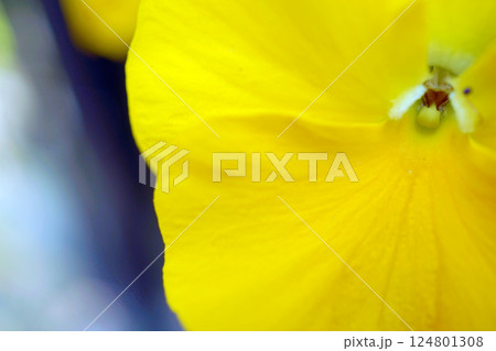 スミレ スミレ 124801308