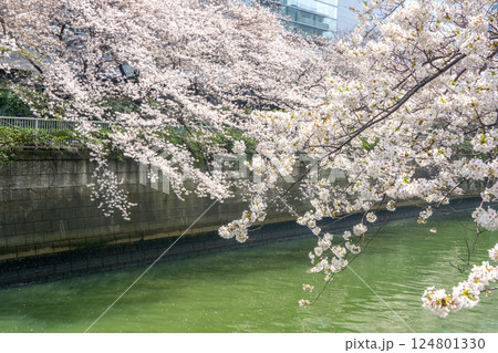 東京都 目黒川の桜 東京都 目黒川の桜 124801330