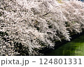 東京都 目黒川の桜 124801331