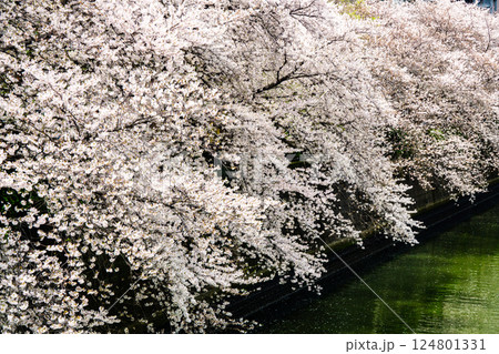 東京都 目黒川の桜 124801331