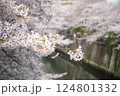 東京都 目黒川の桜 124801332