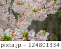 東京都 目黒川の桜 124801334