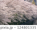 東京都 目黒川　満開の桜 124801335