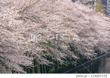 東京都 目黒川 満開の桜 東京都 目黒川 満開の桜 124801335