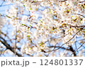 東京都　目黒川　満開の桜 124801337