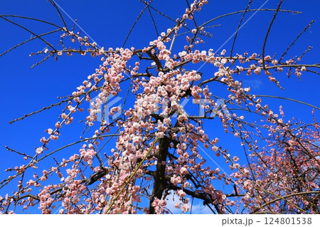 和泉環境リサイクル公園　満開の梅の花 124801538