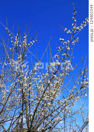 和泉環境リサイクル公園 満開の梅の花 和泉環境リサイクル公園 満開の梅の花 124801544