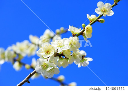 和泉環境リサイクル公園　満開の梅の花 124801551