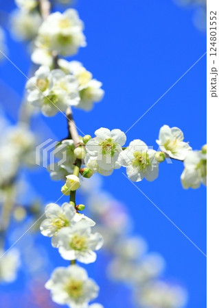 和泉環境リサイクル公園　満開の梅の花 124801552
