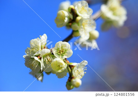 和泉環境リサイクル公園　満開の梅の花 124801556