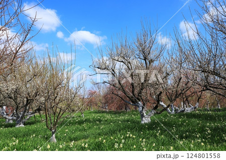 和泉環境リサイクル公園　満開の梅の花 124801558