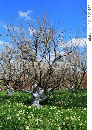 和泉環境リサイクル公園　満開の梅の花 124801560