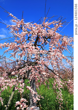 和泉環境リサイクル公園　満開の梅の花 124801566