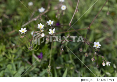 オオツメクサ 124801794