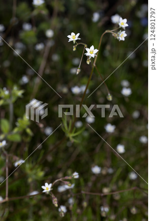 オオツメクサ 124801797