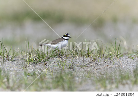 コチドリ 124801804