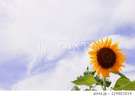 夏の空に咲く向日葵 夏の空に咲く向日葵 124801814