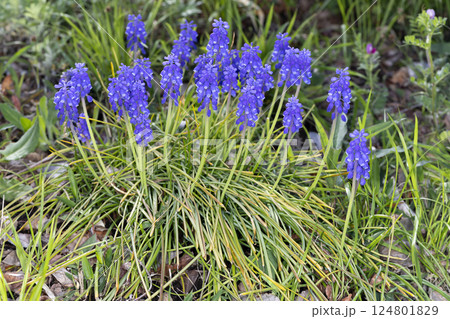 ムスカリ ムスカリ 124801829