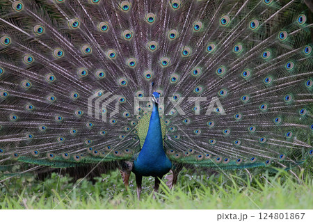 インドクジャク①（沖縄県） 124801867