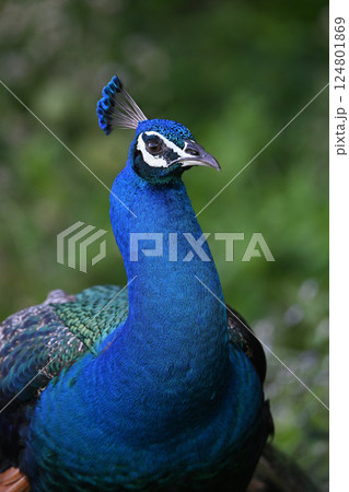 インドクジャク③（沖縄県） 124801869