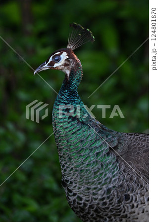 インドクジャク④（沖縄県） 124801870