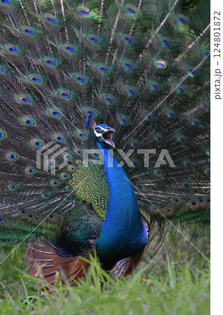 インドクジャク⑥（沖縄県） 124801872