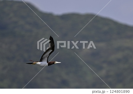 カツオドリ⑲（沖縄県） 124801890