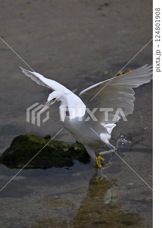 クロサギ⑨(沖縄県) クロサギ⑨(沖縄県) 124801908