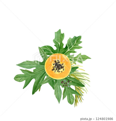 Papaya slice with seeds and leafs watercolor illustration isolated on white. The hand-painted tropical fruit clip art is perfect for culinary designs, labels, prints, cards, packages and menu. Bright Papaya slice with seeds and leafs watercolor illustration isolated on white. The hand-painted tropical fruit clip art is perfect for culinary designs, labels, prints, cards, packages and menu. Bright 124801986