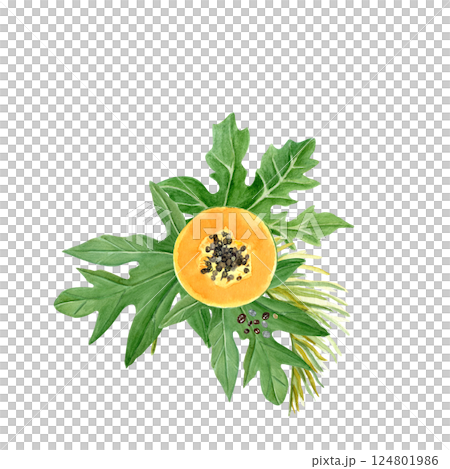 Papaya slice with seeds and leafs watercolor illustration isolated on white. The hand-painted tropical fruit clip art is perfect for culinary designs, labels, prints, cards, packages and menu. Bright Papaya slice with seeds and leafs watercolor illustration isolated on white. The hand-painted tropical fruit clip art is perfect for culinary designs, labels, prints, cards, packages and menu. Bright 124801986