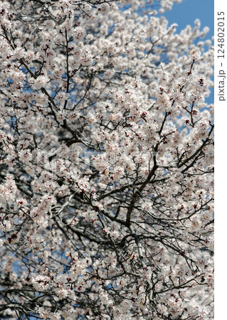Blossoming apricot tree Blossoming apricot tree 124802015