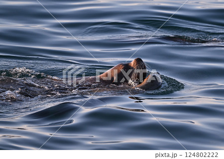 トド125(北海道) トド125(北海道) 124802222