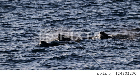 トド133(北海道) トド133(北海道) 124802230