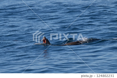 トド134(北海道) トド134(北海道) 124802231