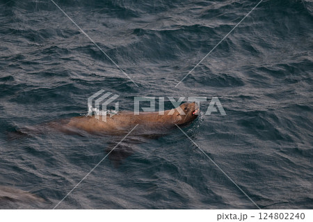 トド143（北海道） 124802240