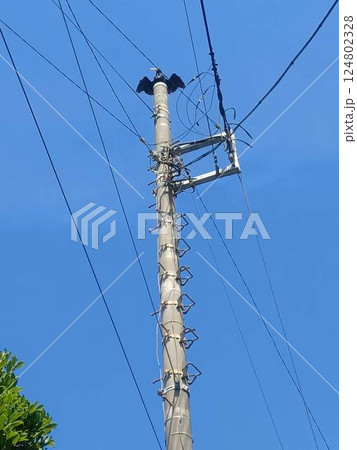 電柱の上で羽を乾かす鵜 124802328