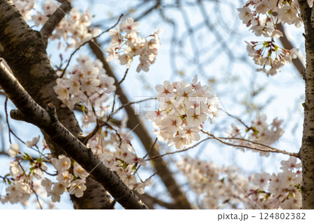 淡いピンク色の桜の花 124802382