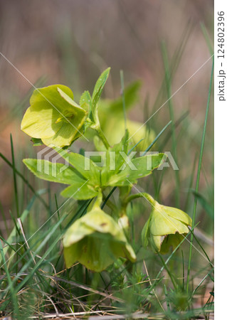Green hellebore in the spring forest - selective focus. Green hellebore in the spring forest - selective focus. 124802396