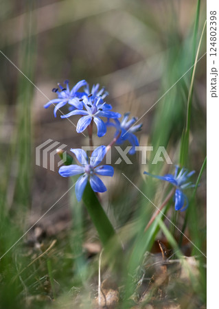 Flowering scilla in an early spring garden - elective focus, copy space Flowering scilla in an early spring garden - elective focus, copy space 124802398