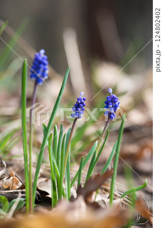 Muscari flowers, Muscari armeniacum, Grape Hyacinths spring flowers blooming in april and may. Selective focus. Muscari flowers, Muscari armeniacum, Grape Hyacinths spring flowers blooming in april and may. Selective focus. 124802402