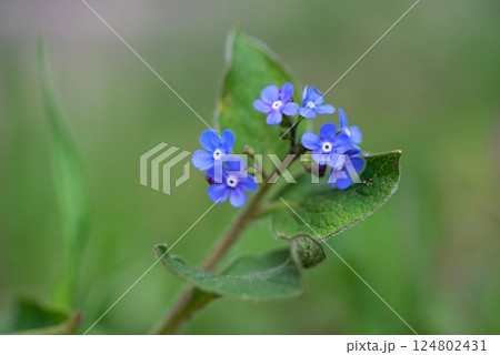 Small spring flower on a green background - selective focus, copy space. 124802431