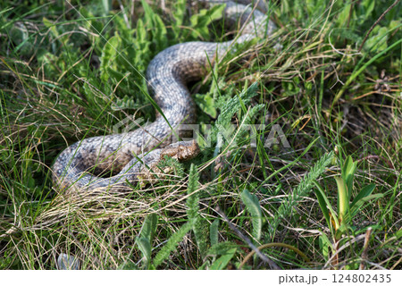 Vipera ammodytes. Close-up of Vipera ammodytes crawling in the grass. Selective focus. Vipera ammodytes. Close-up of Vipera ammodytes crawling in the grass. Selective focus. 124802435