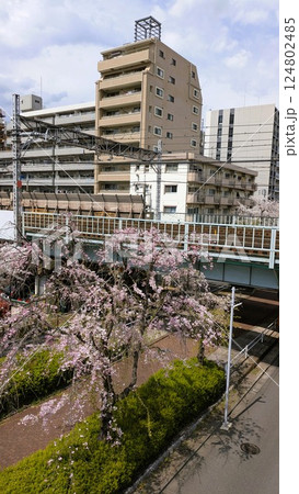 都営三田線沿線の桜の木 124802485