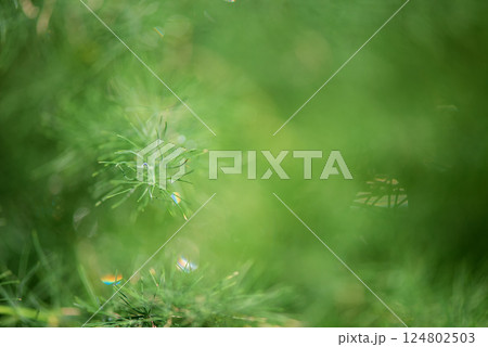 Dew drops on dill plants - abstract background, soft focus, copy space. 124802503