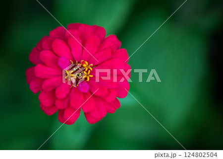 Colorful zinnia flower blooming in the garden. Top view.  Blurred background. Copy space. 124802504