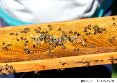 Close up of bees on honeycomb in apiary - selective focus, copy space. Close up of bees on honeycomb in apiary - selective focus, copy space. 124802516