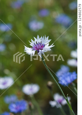 野の花 野の花 124802579